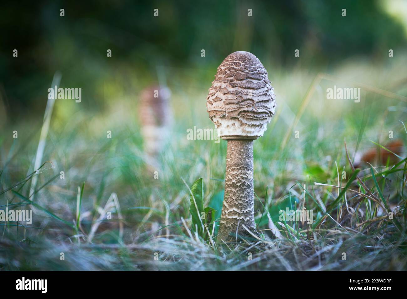 Speisepilze mit ausgezeichnetem Geschmack, Macrolepiota procera Stockfoto