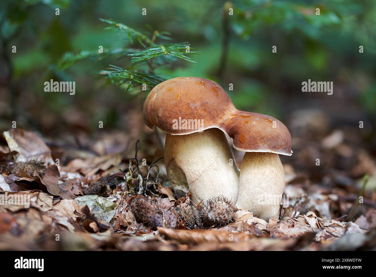 Boletus reticulatus - ein Mahlzeitpilz mit einem ausgezeichneten Geschmack Stockfoto