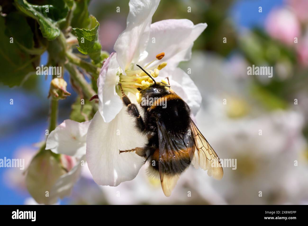 Große Erdhummel (Bombus hortorum) Nahaufnahme auf einer Apfelblüte Stockfoto