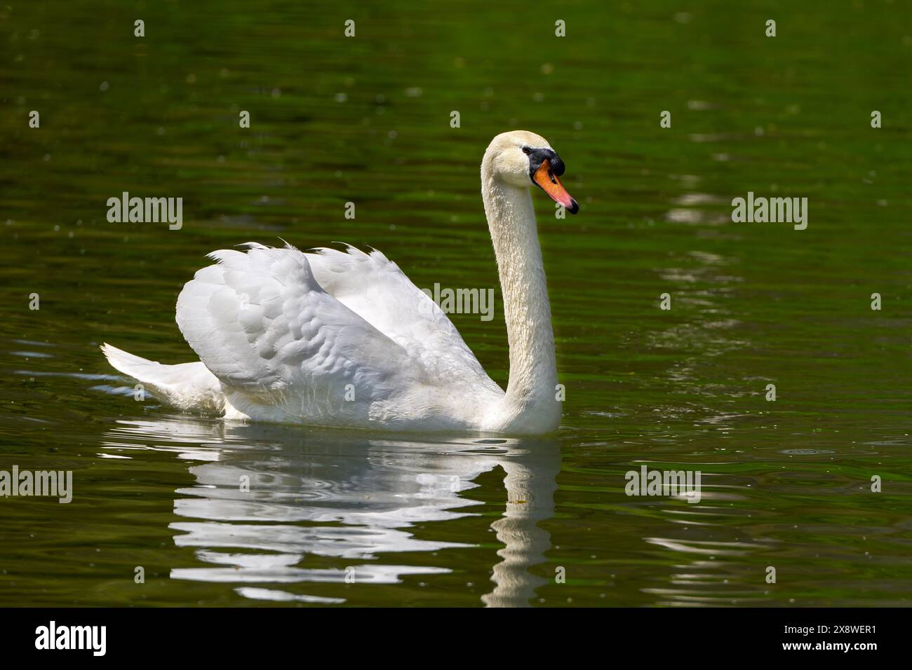 Stummer Schwan (Cygnus olor) mit erhöhten Flügeln, die in grün schimmerndem Wasser schwimmen Stockfoto