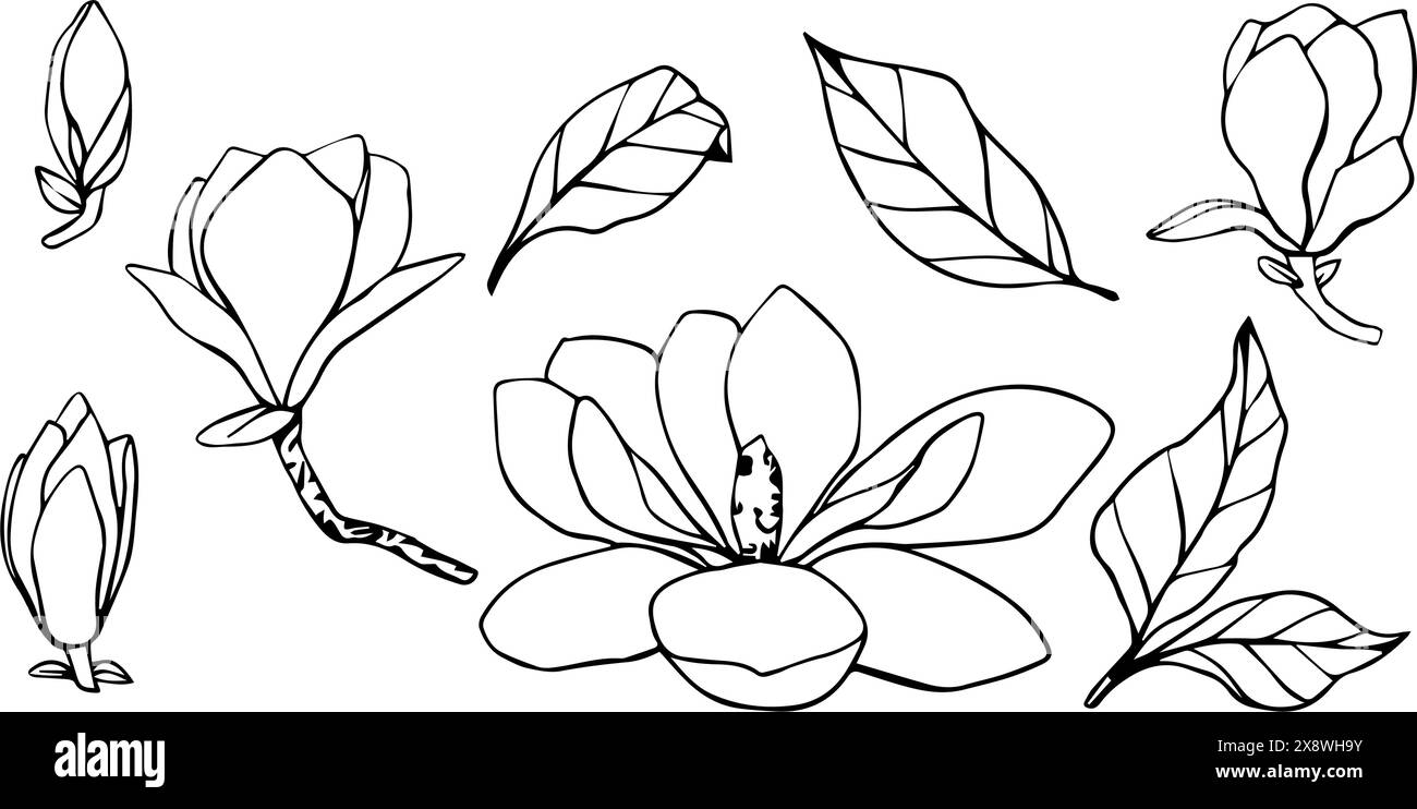 Hand gezeichnete Vektor Magnolienblume, Satz der Kontur Umrissillustration. Isoliertes Blumenelement. Blütenknospen verschiedener Formen. Abbildung für Stock Vektor