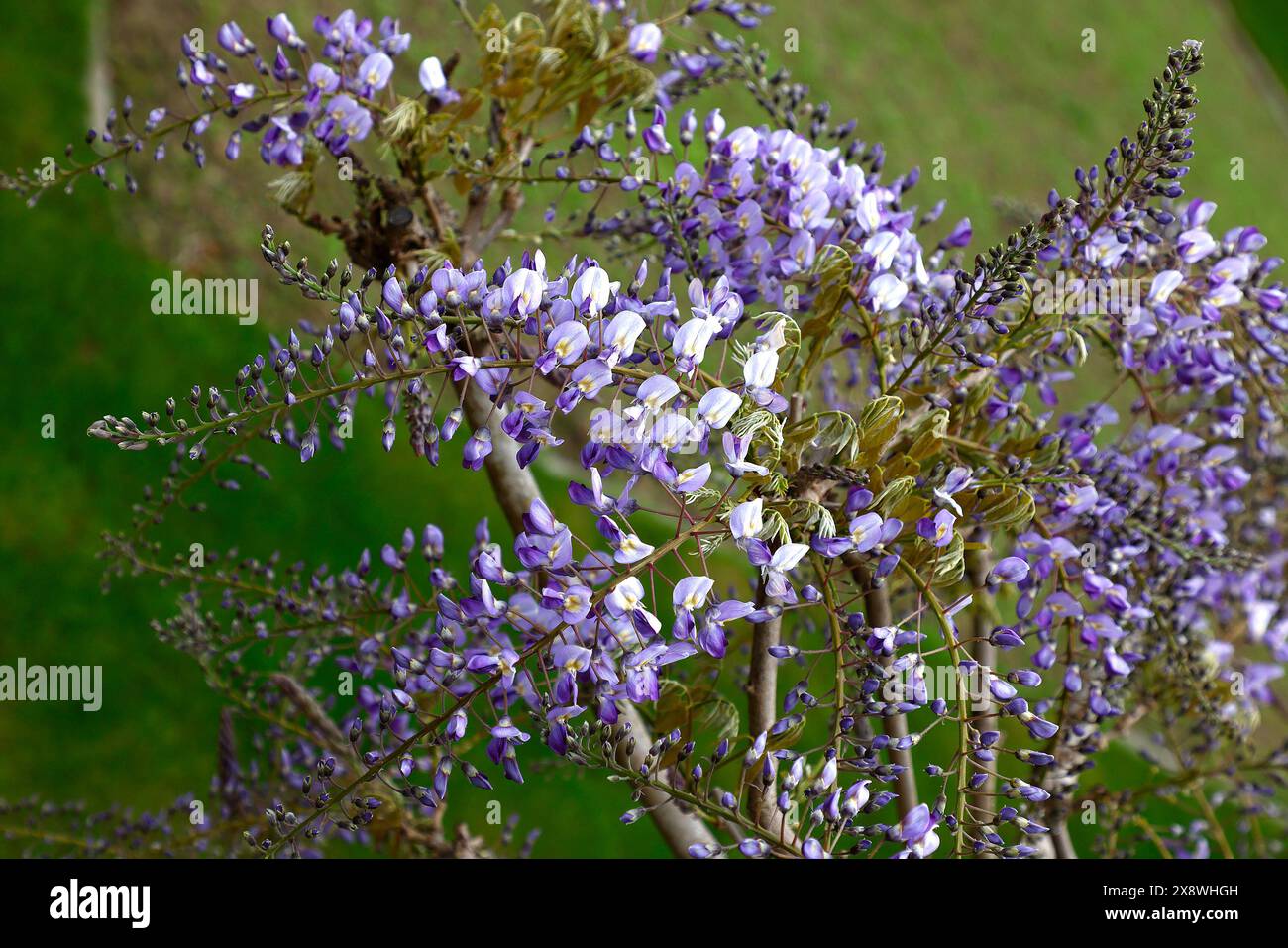 Nahaufnahme der frischen neuen blassviolettblauen und tiefviolettblauen Blüten und der neuen frischen Blätter des Gartenkletterstrauchs Glycera floribunda domino. Stockfoto
