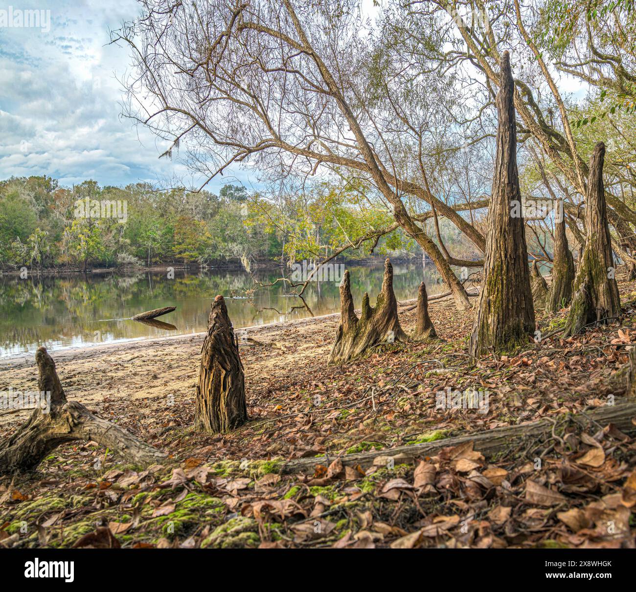 Cypress knees, Suwanee River Shore, Herbst, in der Nähe von Bell, Florida Stockfoto