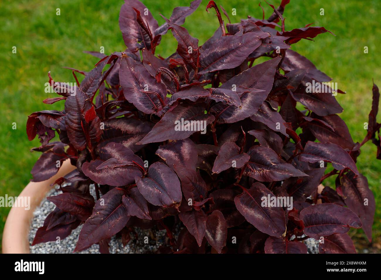 Nahaufnahme der violetten Blätter der krautigen Staudengartenpflanze persicaria microcephala Roter Drache im Frühjahr. Stockfoto