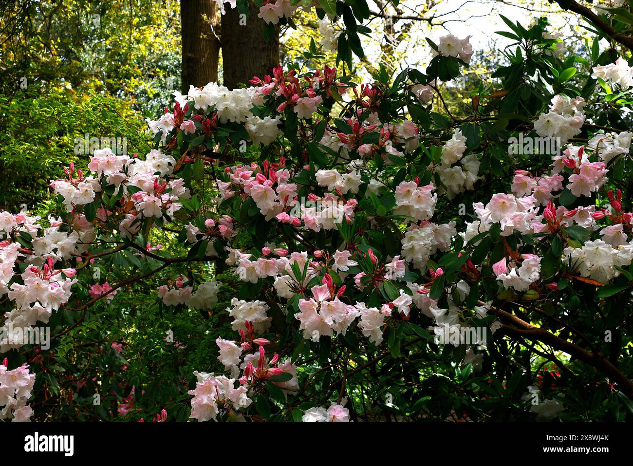 Nahaufnahme der weißen rosa Blüten der im Frühling blühenden immergrünen Gartenpflanze Rhododendron loderi Fairyland. Stockfoto