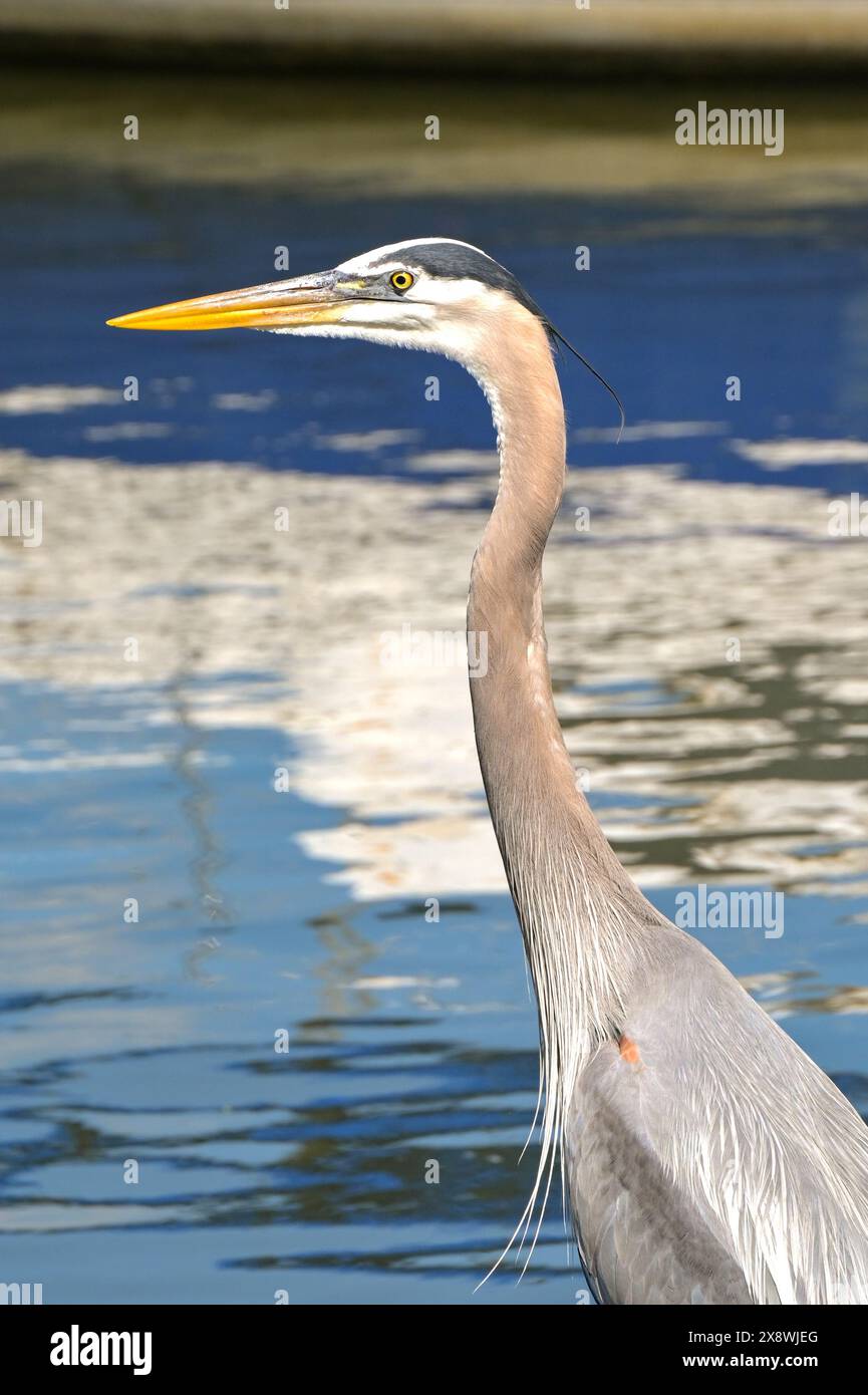 Porträtaufnahme eines Reihers isoliert vor einem unscharfen Hintergrund von Wasser. Stockfoto