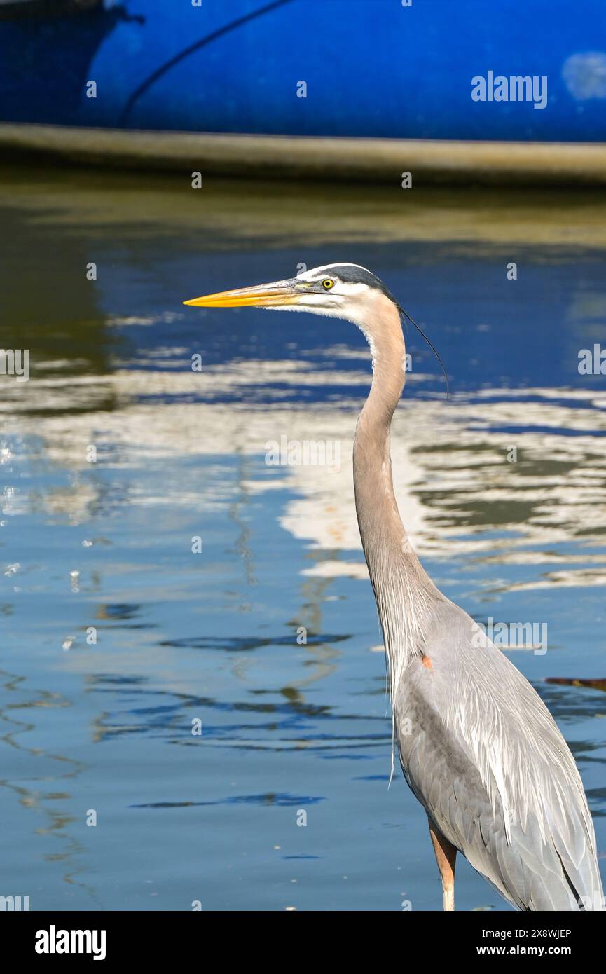 Porträtaufnahme eines Reihers isoliert vor einem unscharfen Hintergrund von Wasser. Stockfoto