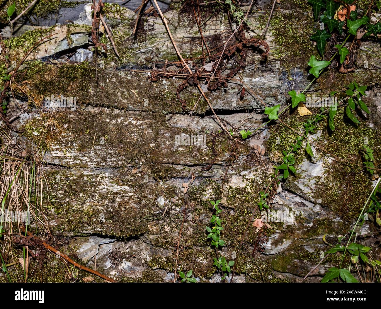 Ein komplizierter Wandteppich des Lebens hängt an alten Steinstufen, wo Moos und kleine Pflanzen eine Geschichte von Widerstandskraft und Schönheit im Angesicht des Nachdenklichen weben Stockfoto