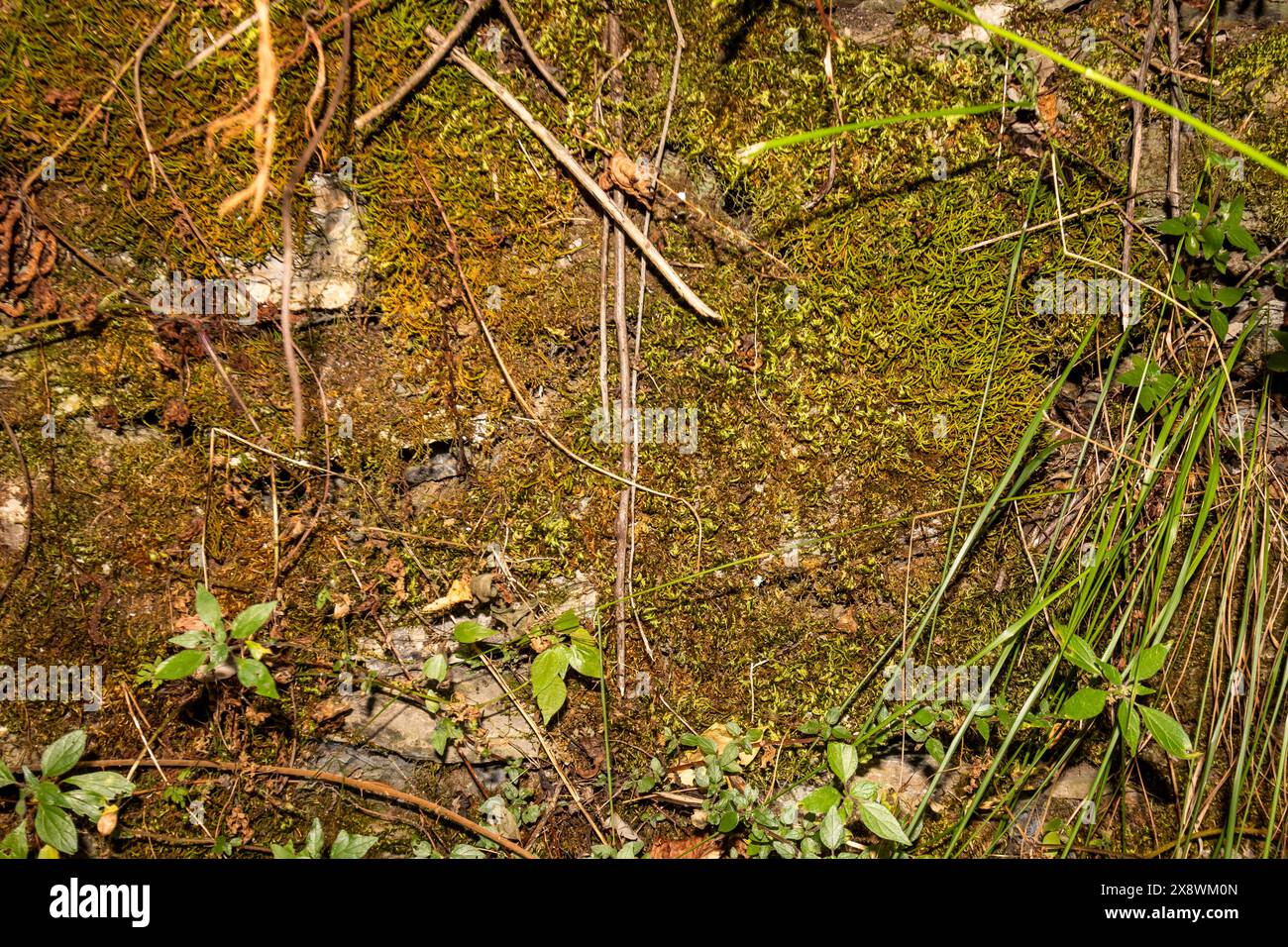 Alte Steinstufen, die mit Moos und verstreutem Laub bewachsen sind, erwecken ein Gefühl der Zeitlosigkeit und des dauerhaften Wechselspiels zwischen menschlichen Konstrukten und nat Stockfoto