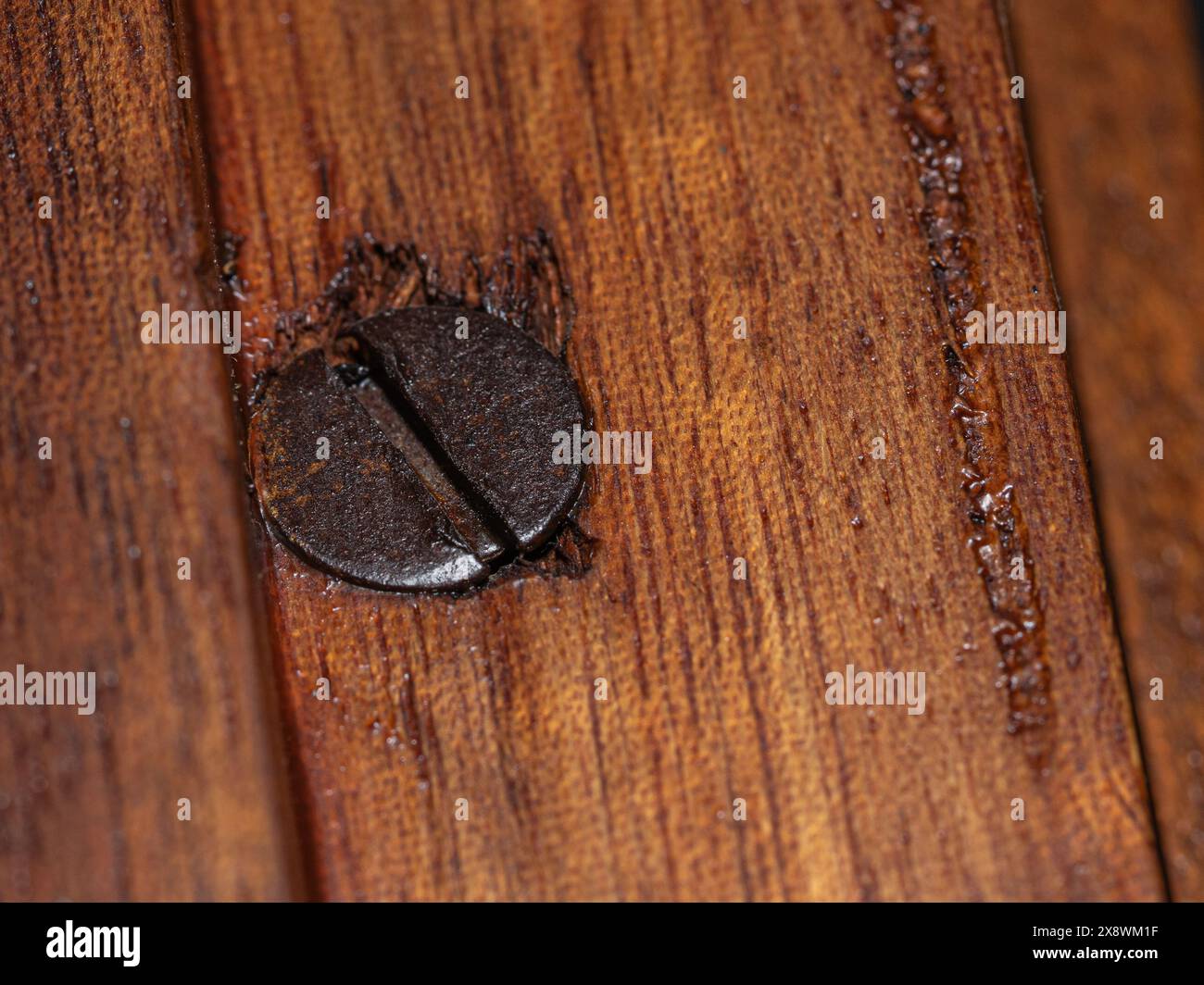 Rustikaler Nagel, eingebettet in verwittertes Holz, seine alte Oberfläche erzählt eine Geschichte von handwerklichem Können und langlebigen Materialien Stockfoto