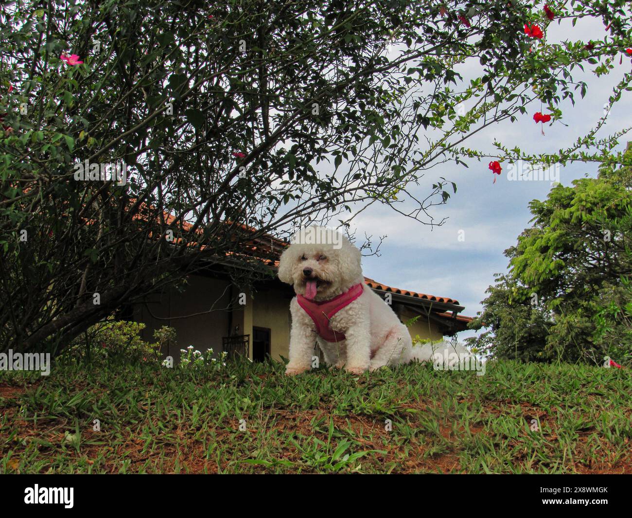 Nina, ein weißer Pudelhund, mit rosa Kragen, ausgezogener Zunge, schwarzen Augen und Schnauze, sitzt mit ihren Pfoten auf dem grünen Gras, unter dem roten Hibiskus Stockfoto