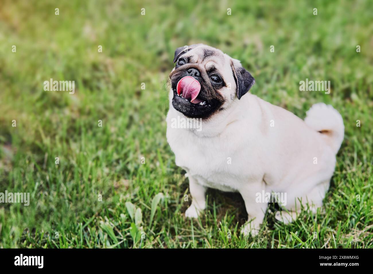 Niedlicher Mops-Hund, der auf grünem Gras sitzt. Kopierbereich, selektiver Fokus Stockfoto