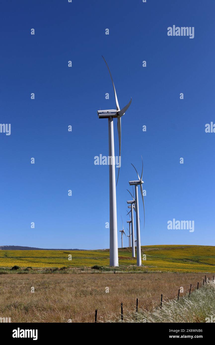 Eine Reihe von Windturbinen führt in die Ferne, auf Feldern, die mit andalusischen Schwarzen Rindern geteilt werden. Landwirtschaft und Windenergieerzeugung nebeneinander Stockfoto