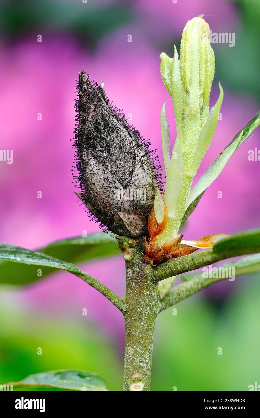 Makrobild der Rhododendron Bud Blast (Pycnostysanus azaleae oder Seifertia azaleae) vor dem rosafarbenen Hintergrund der Blüten der Pflanze Stockfoto