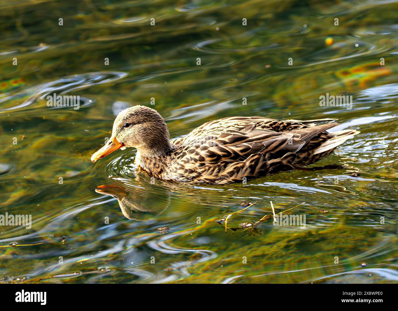 Die Frau Mallard mit ihrem braunen Gefieder schwimmt anmutig im Father Collins Park in Dublin, Irland. Dieses Foto fängt seine ruhige Präsenz ein Stockfoto