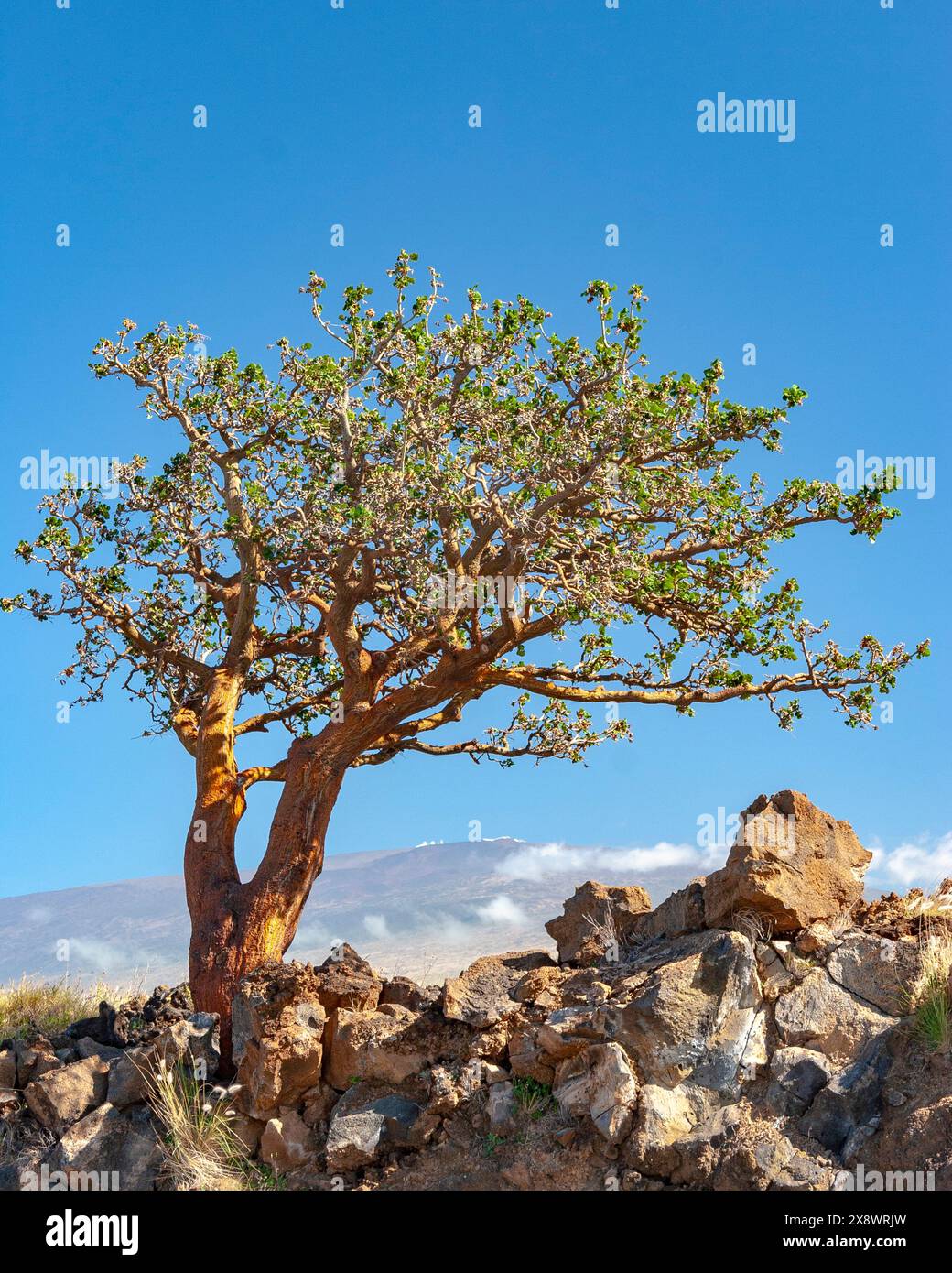 Wiliwili, Erythrina sandwicensis, endemische und bedrohte hawaiianische Baumarten, Weidegebiete von Parker Ranch und Mauna Kea, Big Island, Hawaii, USA Stockfoto