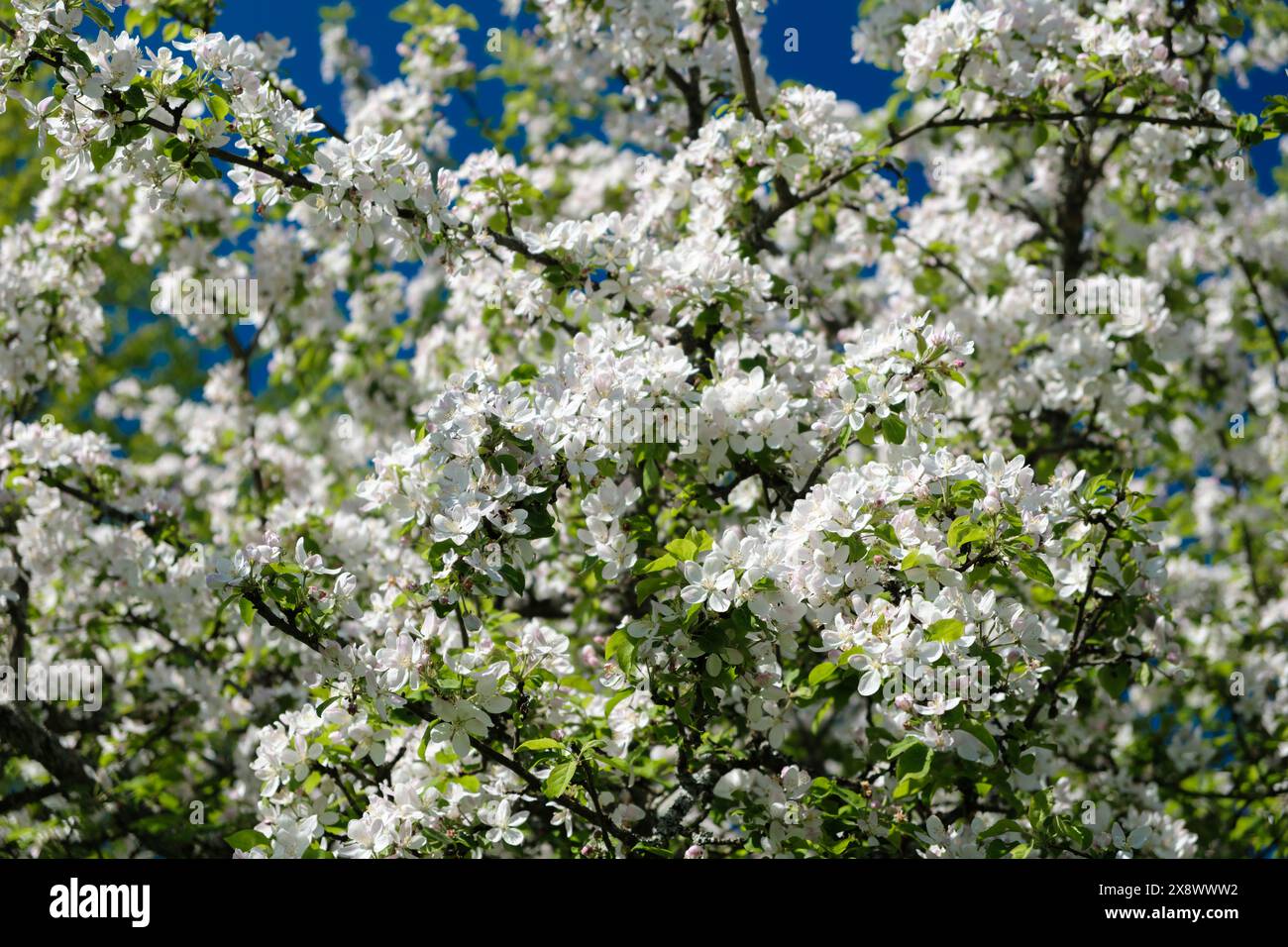 Ein Baum mit weißen Blüten ist in voller Blüte. Die Blüten sind klein und weiß, und sie sind im ganzen Baum verstreut. Die Blätter sind grün und üppig Stockfoto