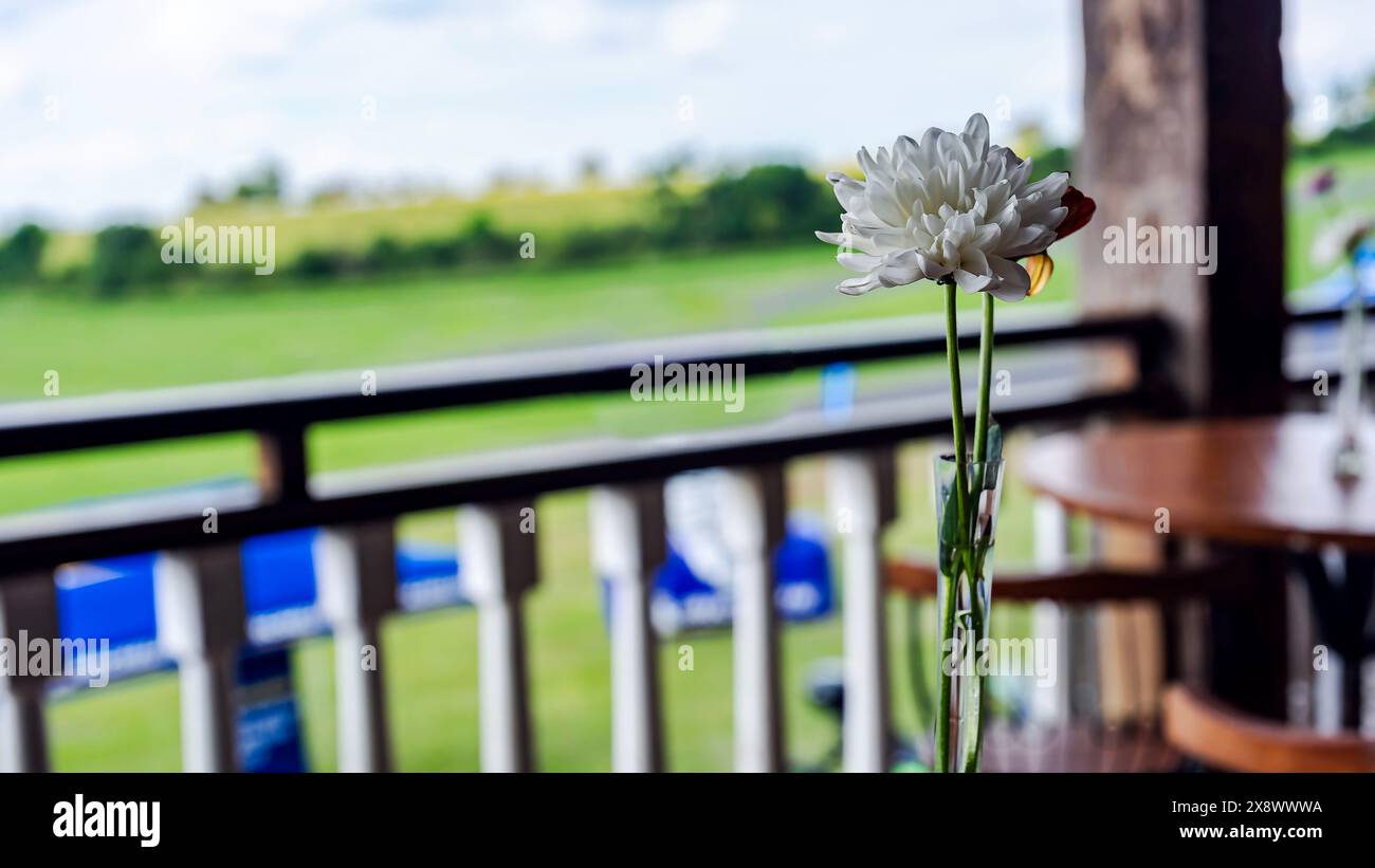 Eine schöne weiße Blume mit einem unscharfen Hintergrund. Stockfoto