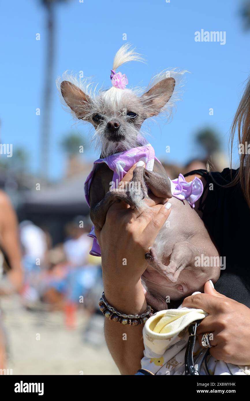 Weltberühmter Surf Dog Competitionin Huntington Beach, Kalifornien Stockfoto
