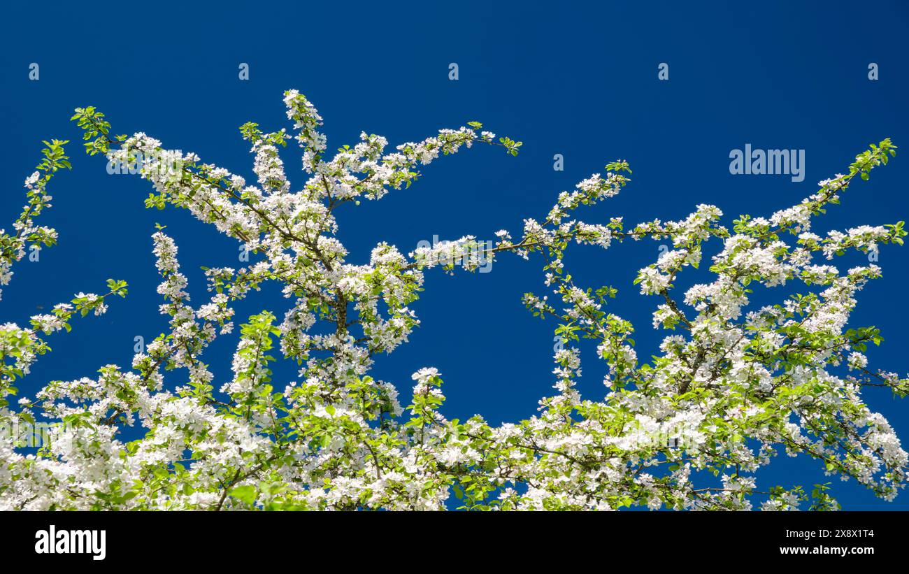 Ein Baum mit vielen Zweigen und Blättern ist in voller Blüte. Der Himmel ist klar und blau, und die Sonne scheint hell. Der Baum ist mit weißen Blüten bedeckt Stockfoto