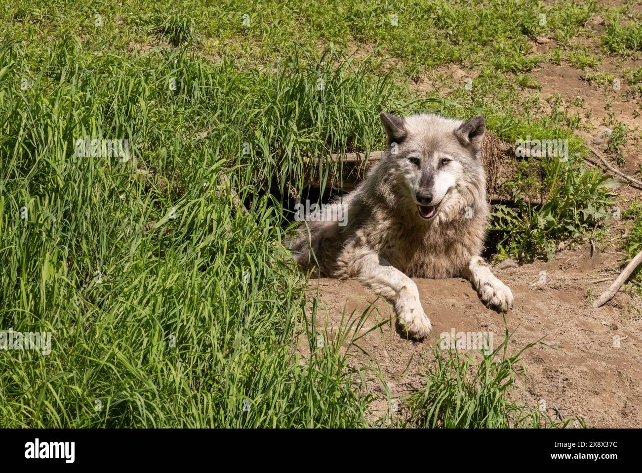 Weiblicher Nordwestwolf (Canis Lupus occidentalis), auch bekannt als Mackenzie Valley Wolf, Alaska Holzwolf oder kanadischer Holzwolf Stockfoto