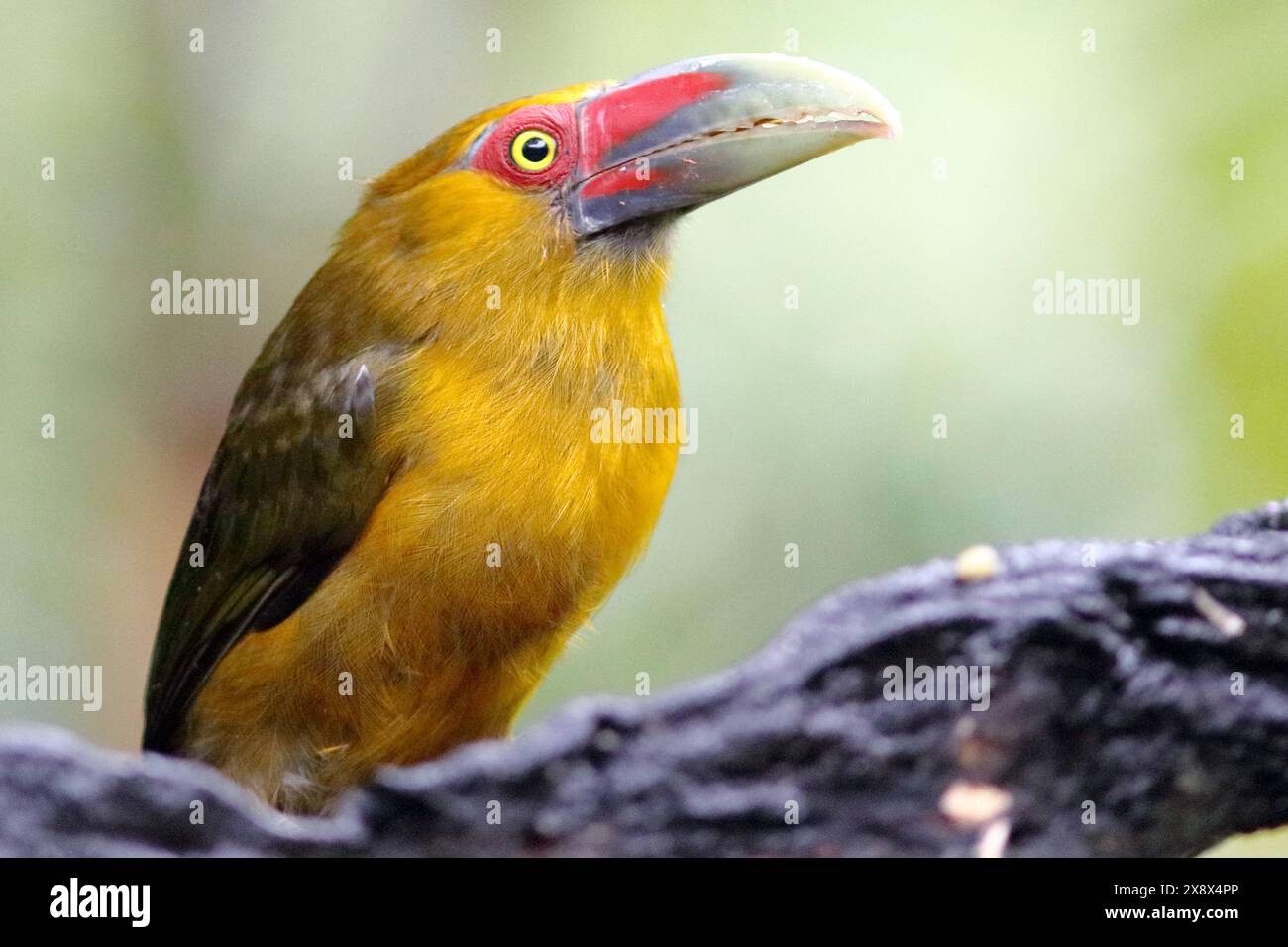 Safrantoucanet (Pteroglossus bailloni), isoliert, auf einem Ast in Nahaufnahme Stockfoto