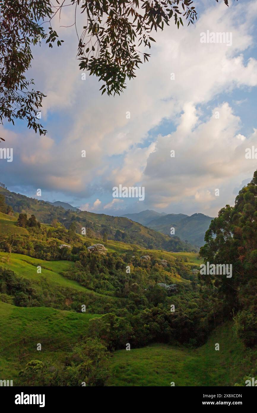 Die ländliche Landungsform aus Wald und Kuhweide, aus Sicht von Cabana Ecolodge Jacuzzy - Salento, Kolumbien Stockfoto