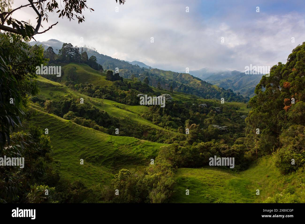 Die ländliche Landungsform aus Wald und Kuhweide, aus Sicht von Cabana Ecolodge Jacuzzy - Salento, Kolumbien Stockfoto
