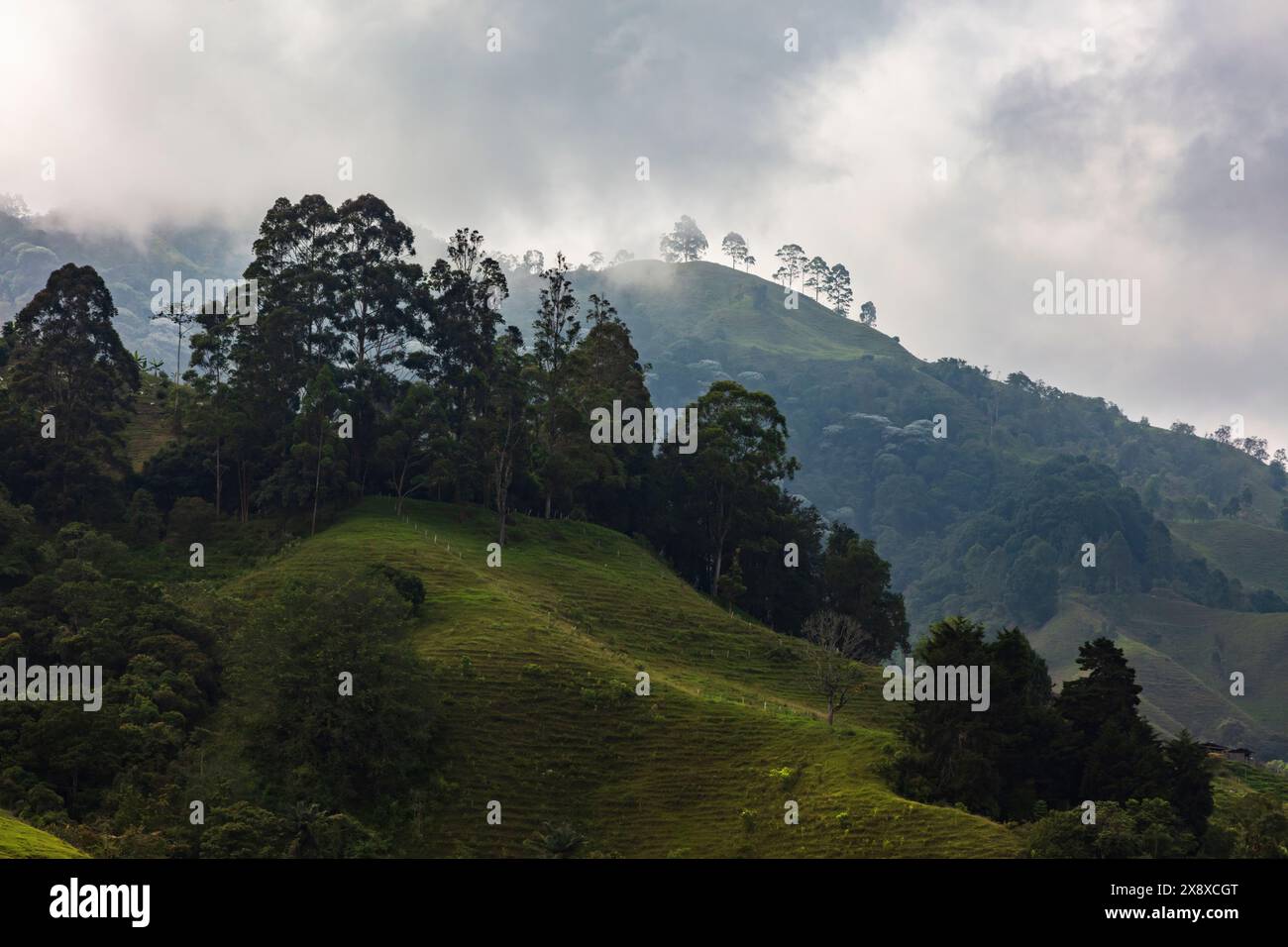 Die ländliche Landungsform aus Wald und Kuhweide, aus Sicht von Cabana Ecolodge Jacuzzy - Salento, Kolumbien Stockfoto