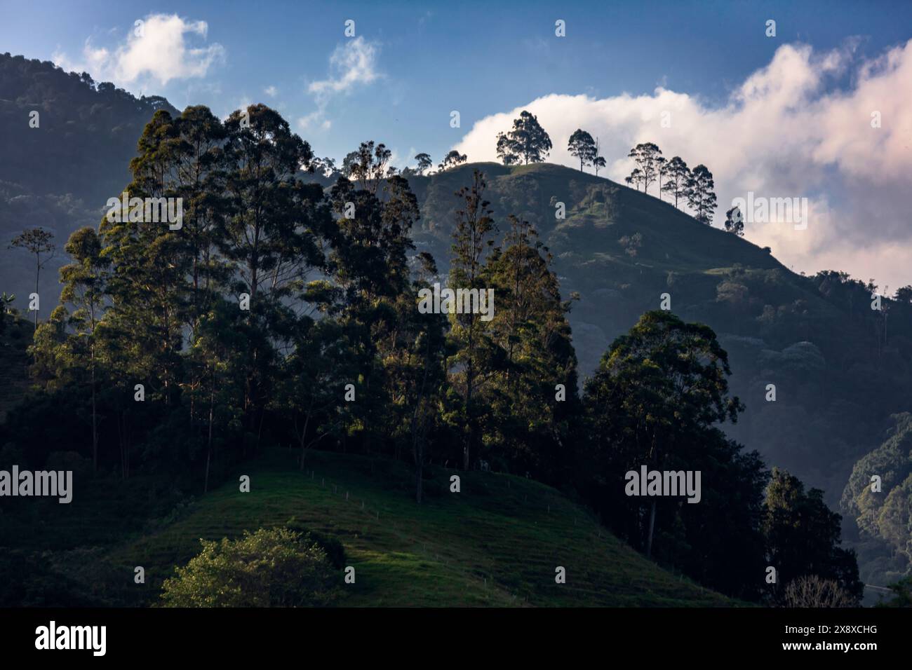 Die ländliche Landungsform aus Wald und Kuhweide, aus Sicht von Cabana Ecolodge Jacuzzy - Salento, Kolumbien Stockfoto