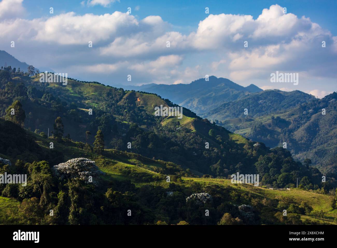 Die ländliche Landungsform aus Wald und Kuhweide, aus Sicht von Cabana Ecolodge Jacuzzy - Salento, Kolumbien Stockfoto