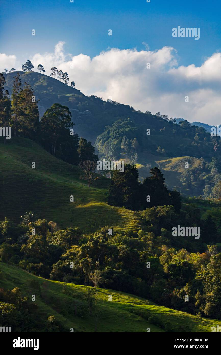 Die ländliche Landungsform aus Wald und Kuhweide, aus Sicht von Cabana Ecolodge Jacuzzy - Salento, Kolumbien Stockfoto