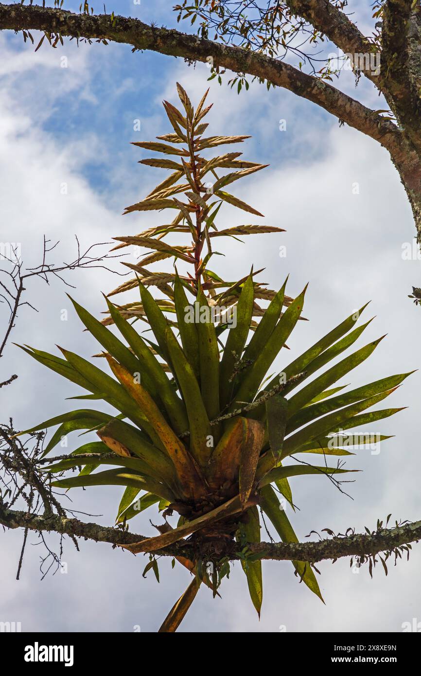 Eine Bromelie blüht in einem Baum in der Nähe von Santa Rosa de Cabal in Kolumbien Stockfoto