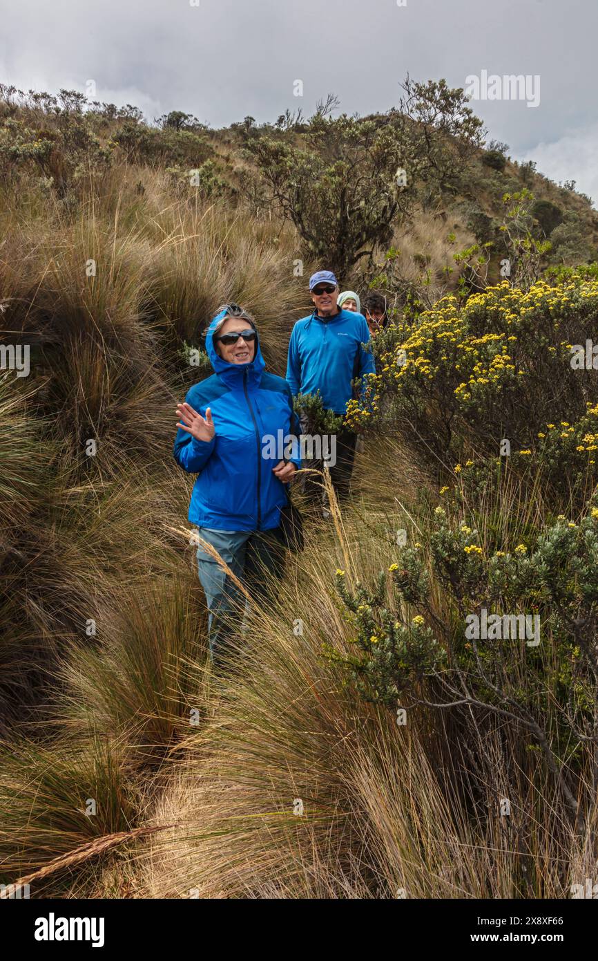 Wandern in der Höhe von Paramo auf 12.000 Fuß in der Nähe des Nevado dekl Ruiz Vulkan - Kolumbien Stockfoto