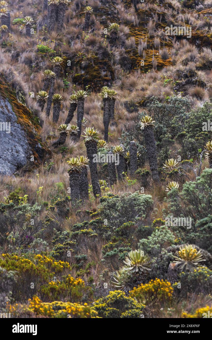 Espeletia (Espeletia albarregensis) ist auch als Frailejones oder Big Monks bekannt, eine heilige Pflanze, die Wasser im Paramo-Ökosystem des Colom speichert Stockfoto