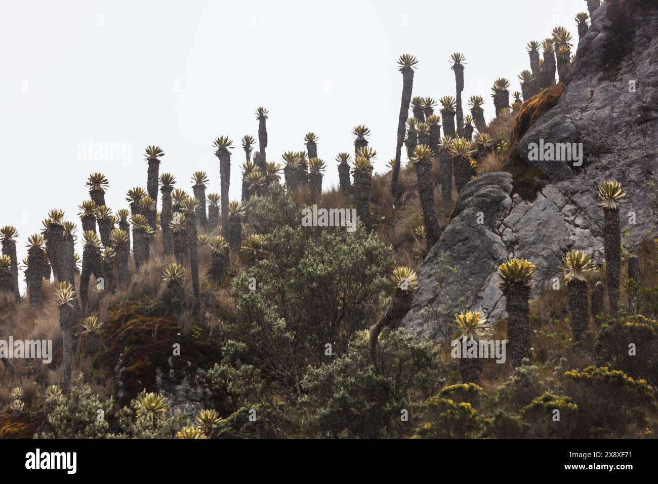 Espeletia (Espeletia albarregensis) ist auch als Frailejones oder Big Monks bekannt, eine heilige Pflanze, die Wasser im Paramo-Ökosystem des Colom speichert Stockfoto