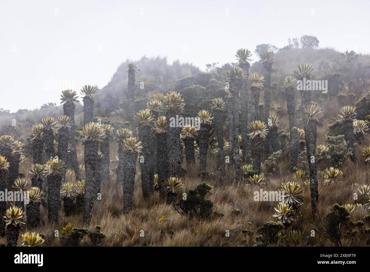 Espeletia (Espeletia albarregensis) ist auch als Frailejones oder Big Monks bekannt, eine heilige Pflanze, die Wasser im Paramo-Ökosystem des Colom speichert Stockfoto