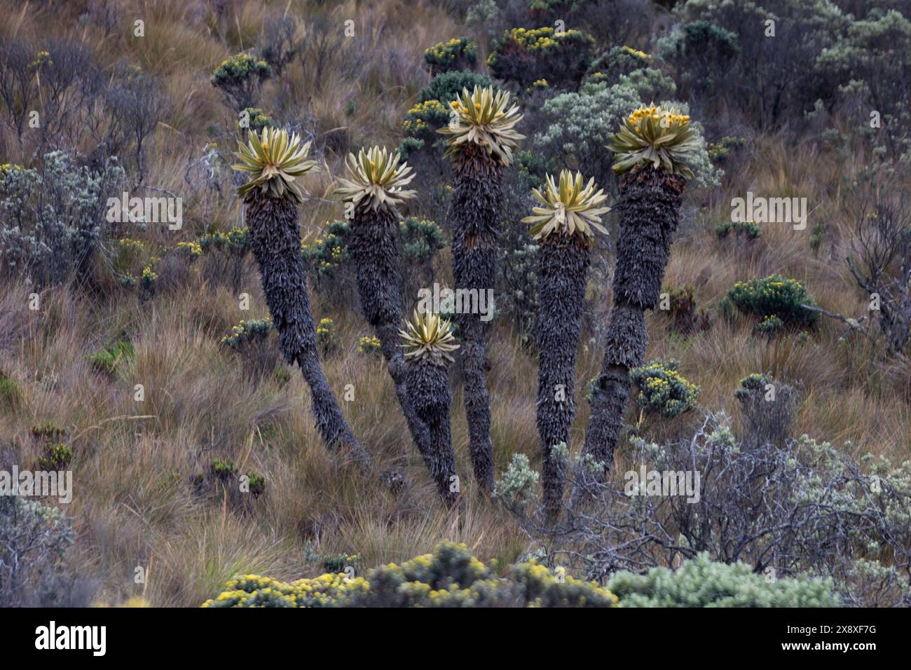 Espeletia (Espeletia albarregensis) ist auch als Frailejones oder Big Monks bekannt, eine heilige Pflanze, die Wasser im Paramo-Ökosystem des Colom speichert Stockfoto