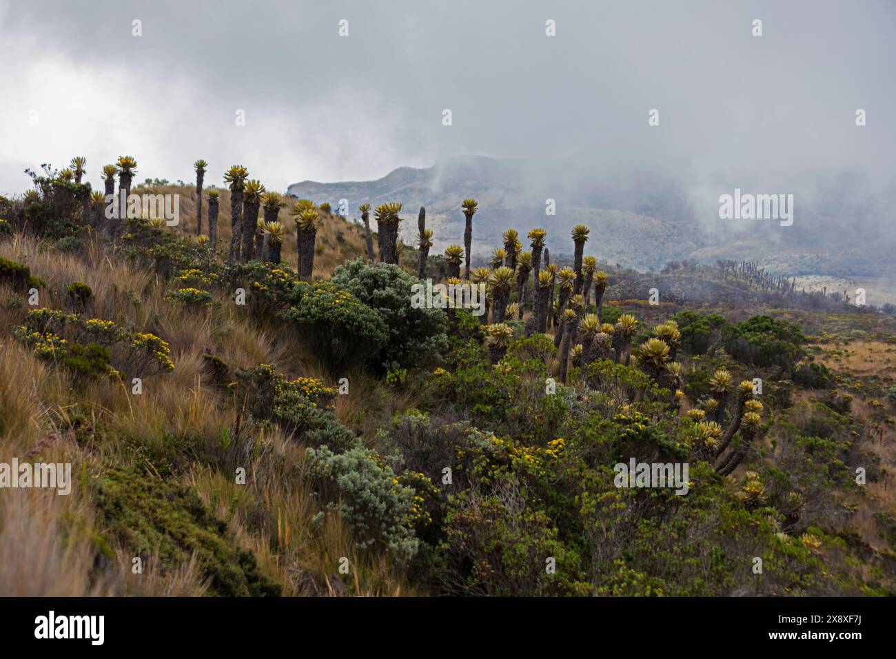 Espeletia (Espeletia albarregensis) ist auch als Frailejones oder Big Monks bekannt, eine heilige Pflanze, die Wasser im Paramo-Ökosystem des Colom speichert Stockfoto