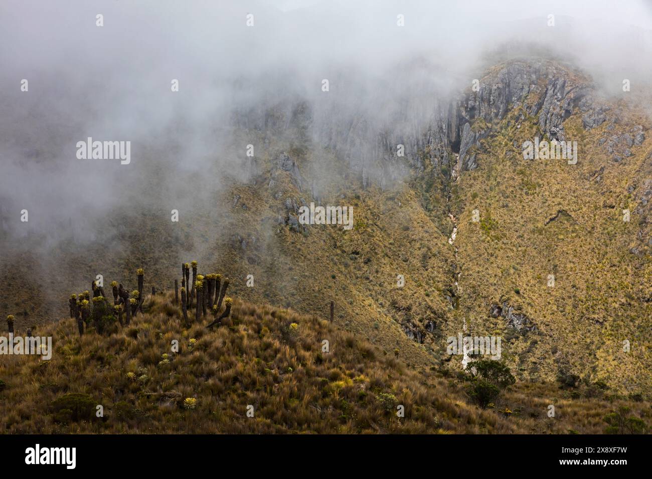 Espeletia (Espeletia albarregensis) ist auch als Frailejones oder Big Monks bekannt, eine heilige Pflanze, die Wasser im Paramo-Ökosystem des Colom speichert Stockfoto