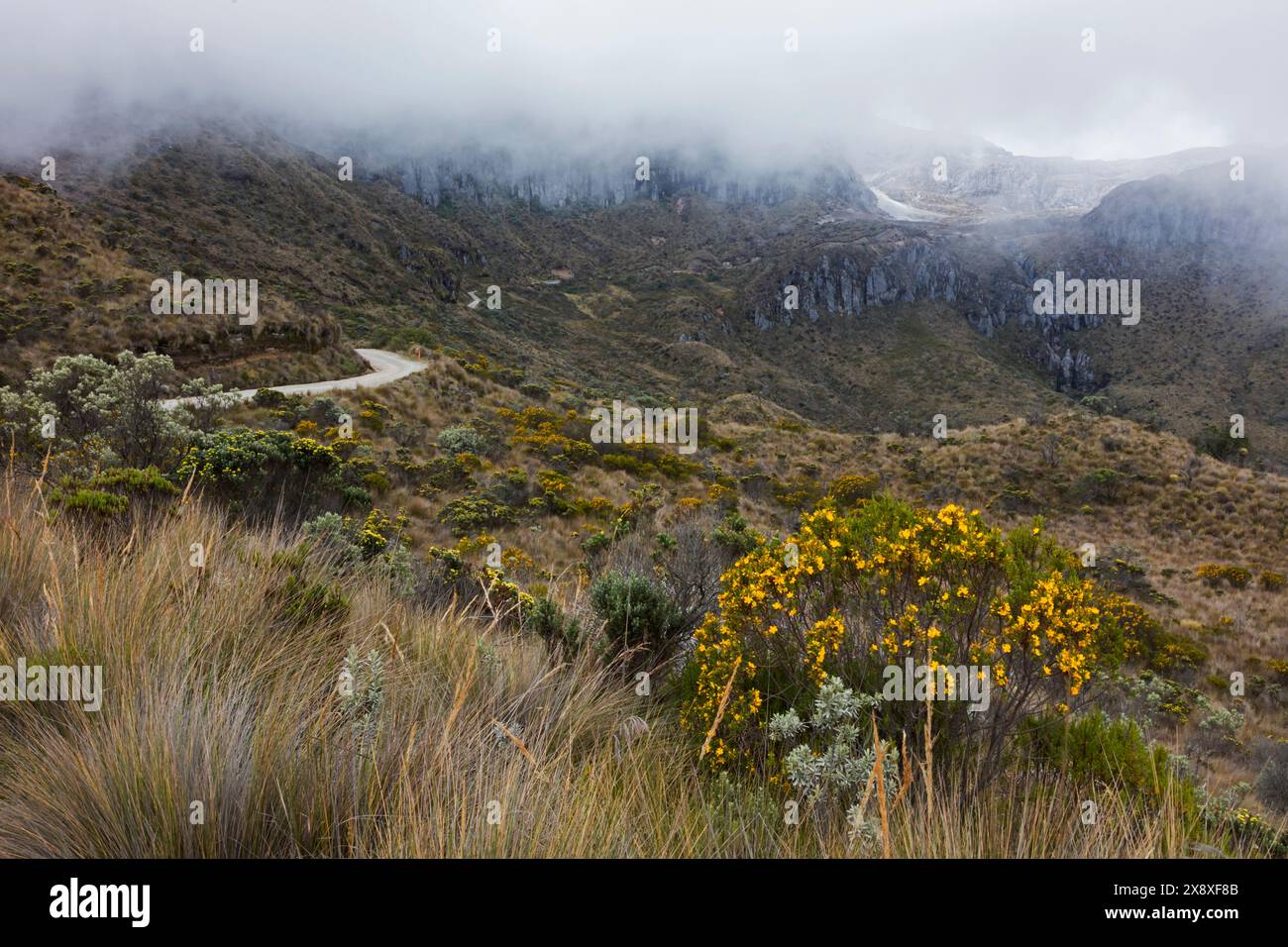 Pflanzen wachsen in dem einzigartigen Ökosystem, das im Paramo-Ökosystem der kolumbianischen Anden unter Nevado del Ruiz - Kolumbien bekannt ist Stockfoto