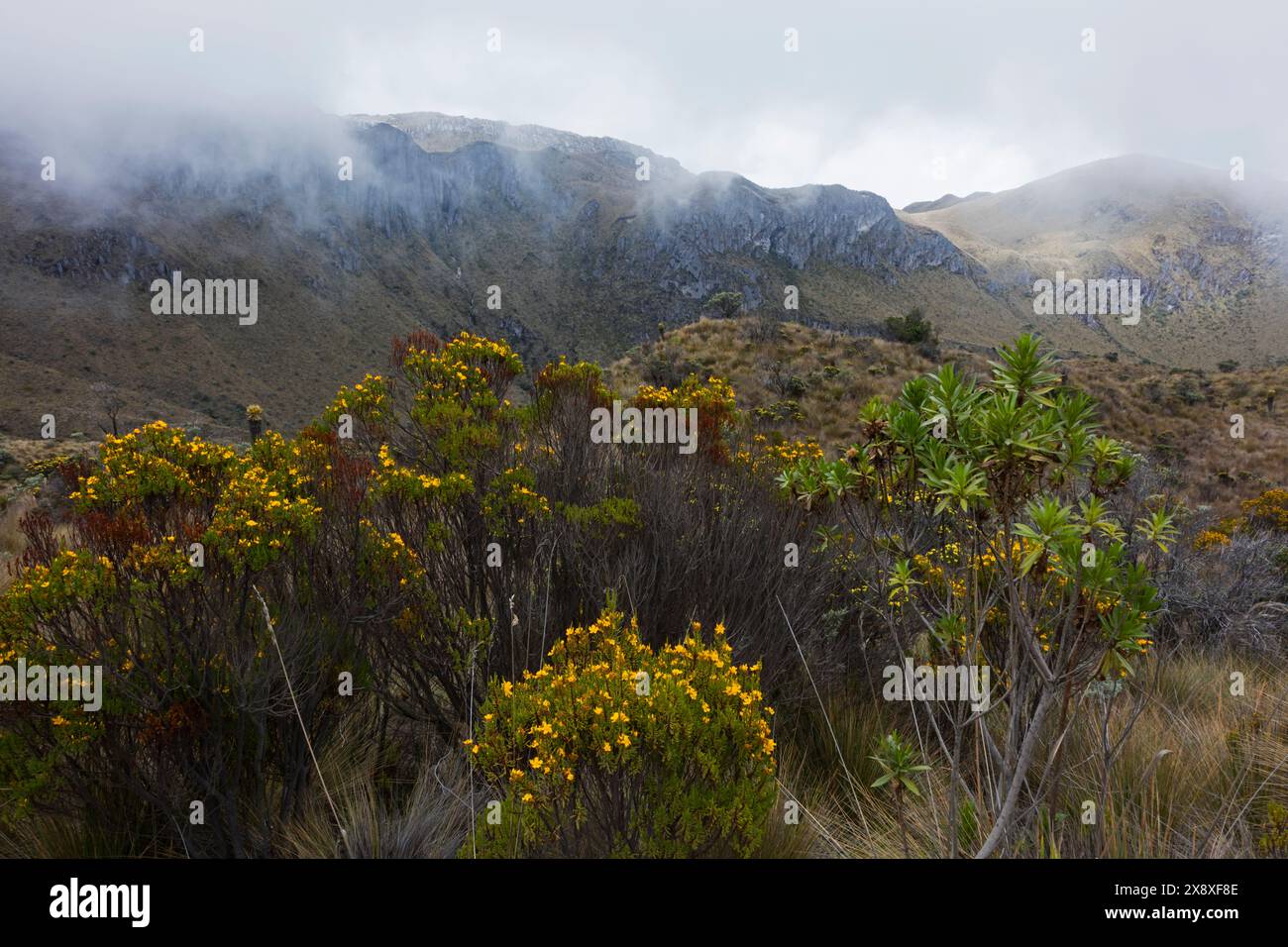Pflanzen wachsen in dem einzigartigen Ökosystem, das im Paramo-Ökosystem der kolumbianischen Anden unter Nevado del Ruiz - Kolumbien bekannt ist Stockfoto