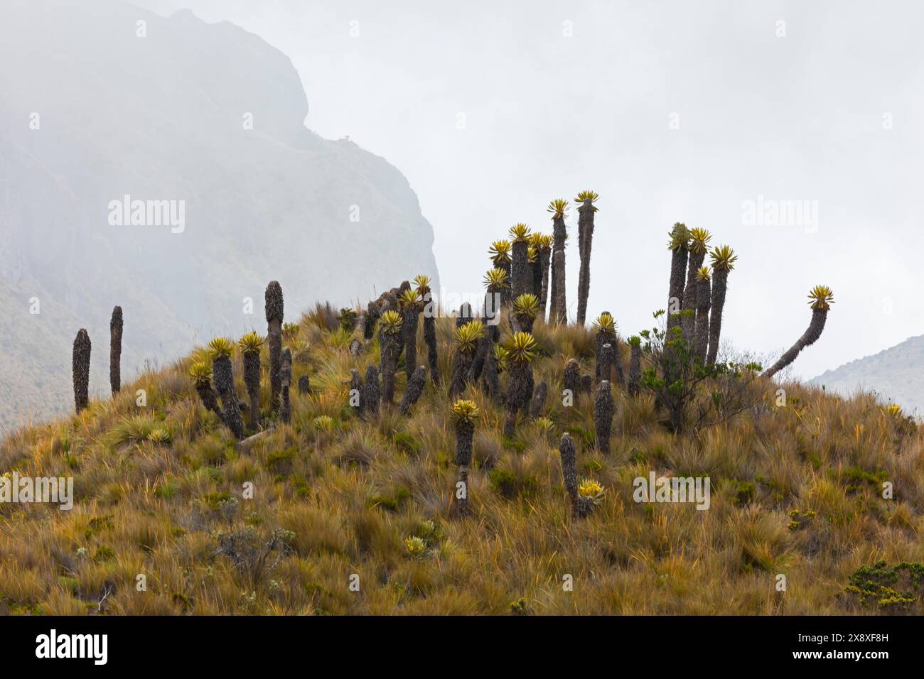 Espeletia (Espeletia albarregensis) ist auch als Frailejones oder Big Monks bekannt, eine heilige Pflanze, die Wasser im Paramo-Ökosystem des Colom speichert Stockfoto