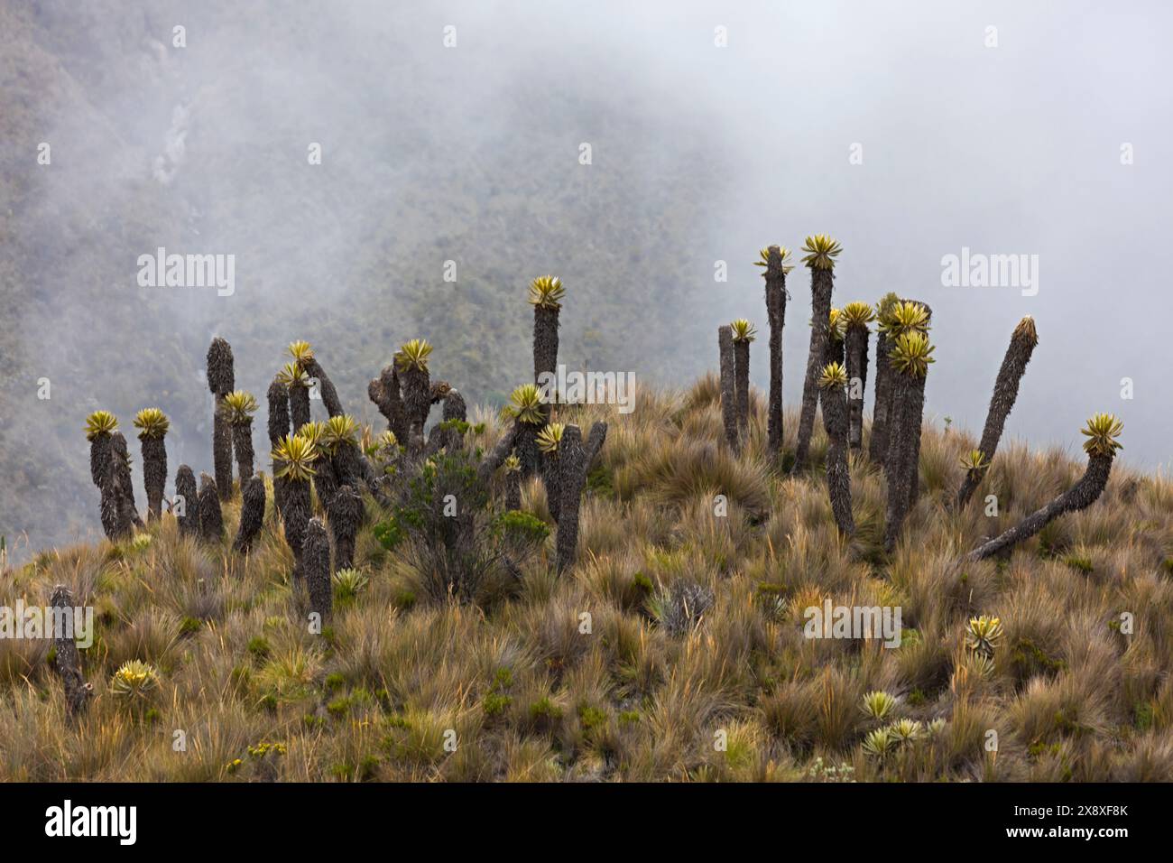 Espeletia (Espeletia albarregensis) ist auch als Frailejones oder Big Monks bekannt, eine heilige Pflanze, die Wasser im Paramo-Ökosystem des Colom speichert Stockfoto