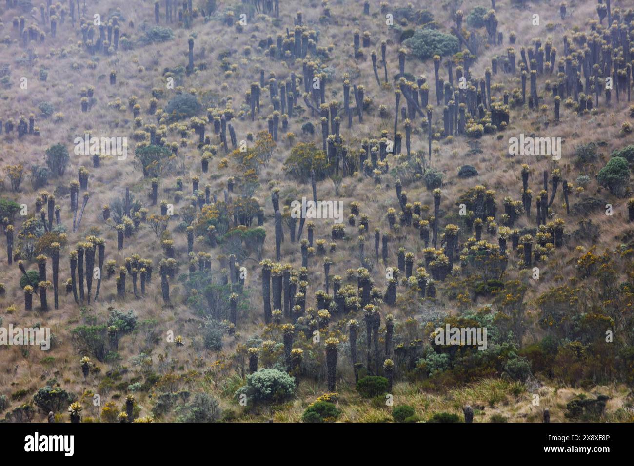 Espeletia (Espeletia albarregensis) ist auch als Frailejones oder Big Monks bekannt, eine heilige Pflanze, die Wasser im Paramo-Ökosystem des Colom speichert Stockfoto