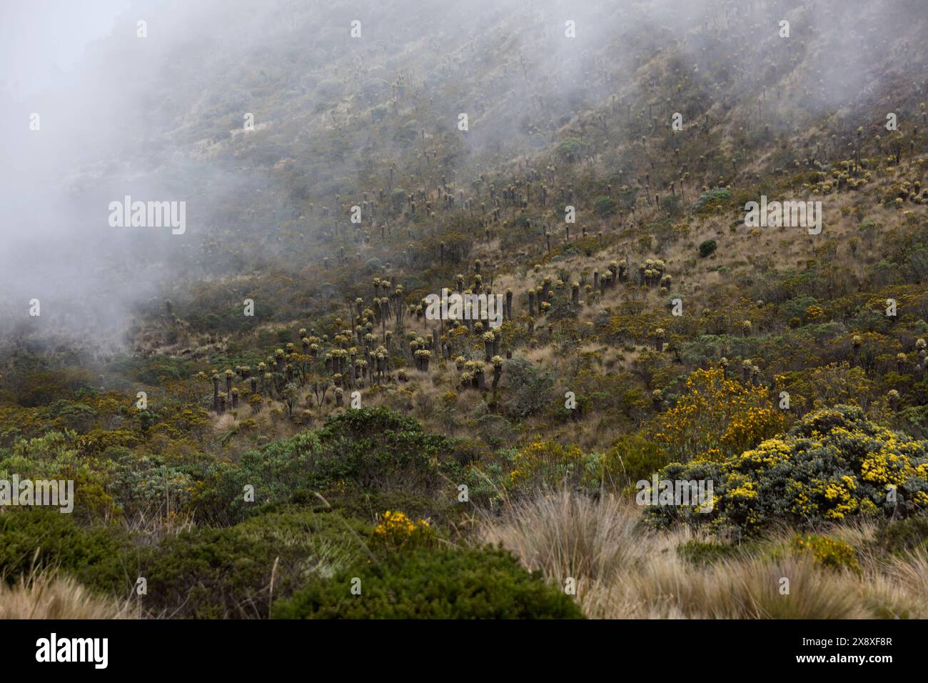 Espeletia (Espeletia albarregensis) ist auch als Frailejones oder Big Monks bekannt, eine heilige Pflanze, die Wasser im Paramo-Ökosystem des Colom speichert Stockfoto