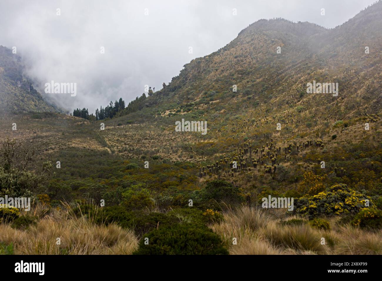 Espeletia (Espeletia albarregensis) ist auch als Frailejones oder Big Monks bekannt, eine heilige Pflanze, die Wasser im Paramo-Ökosystem des Colom speichert Stockfoto