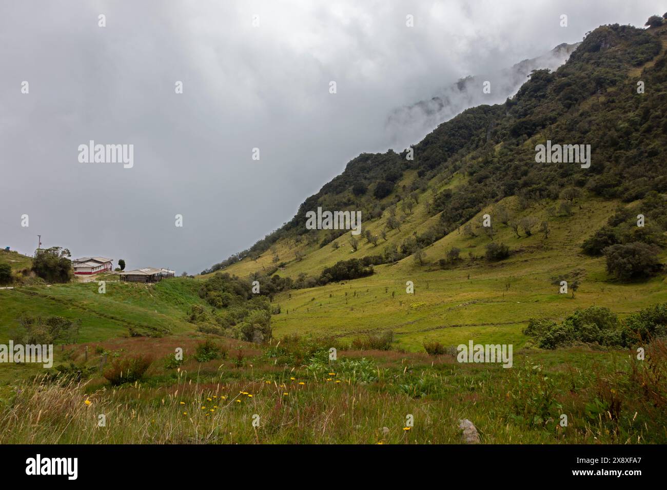 Pflanzen wachsen in dem einzigartigen Ökosystem in hoher Höhe, dem Paramo in den kolumbianischen Anden in der Nähe von Nevado del Ruiz in Kolumbien Stockfoto