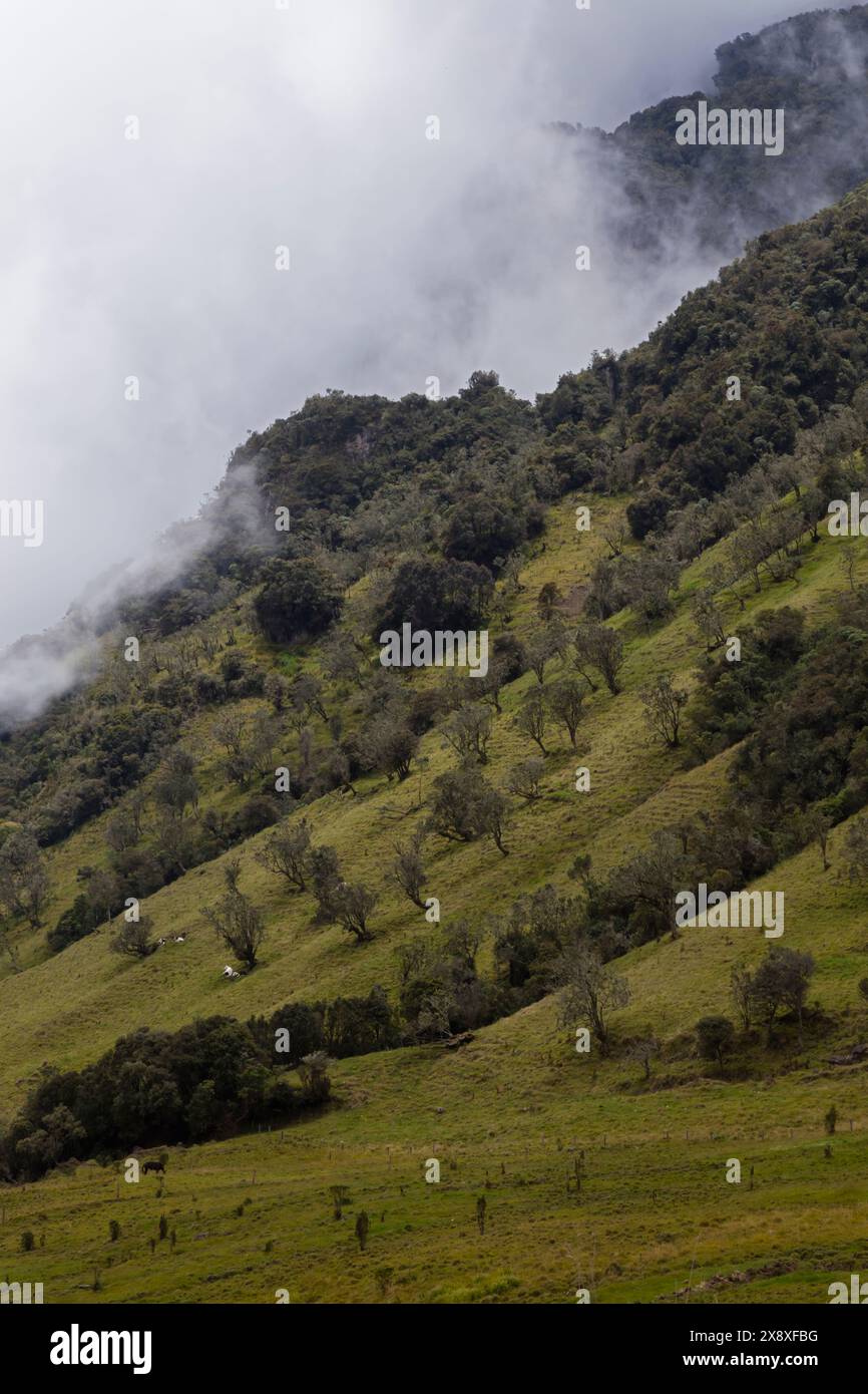 Pflanzen wachsen in dem einzigartigen Ökosystem in hoher Höhe, dem Paramo in den kolumbianischen Anden in der Nähe von Nevado del Ruiz in Kolumbien Stockfoto