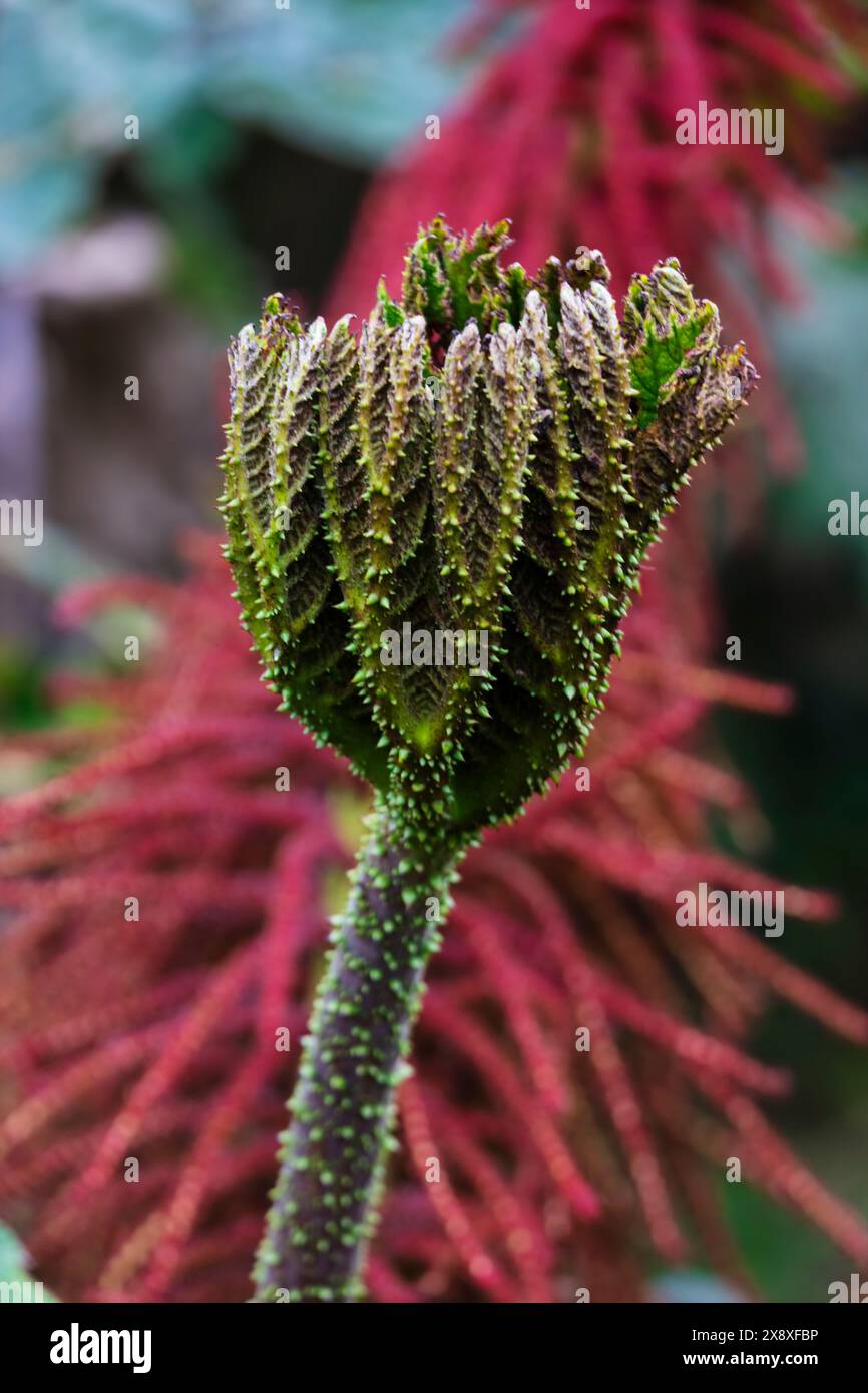 Pflanzen wachsen in dem einzigartigen Ökosystem in hoher Höhe, dem Paramo in den kolumbianischen Anden in der Nähe von Nevado del Ruiz in Kolumbien Stockfoto
